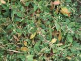 Polygonum aviculare. Цветущее растение у дороги. Санкт-Петербург, конец июля.