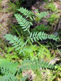 Vicia cassubica