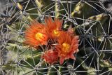 Ferocactus разновидность rhodanthus