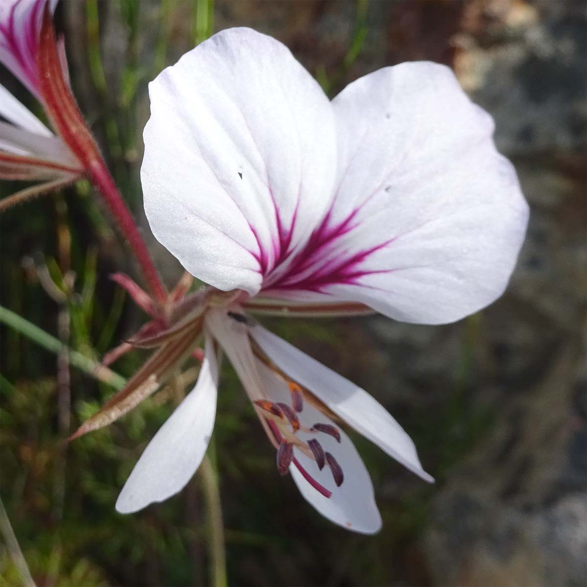 Изображение особи Pelargonium myrrhifolium.