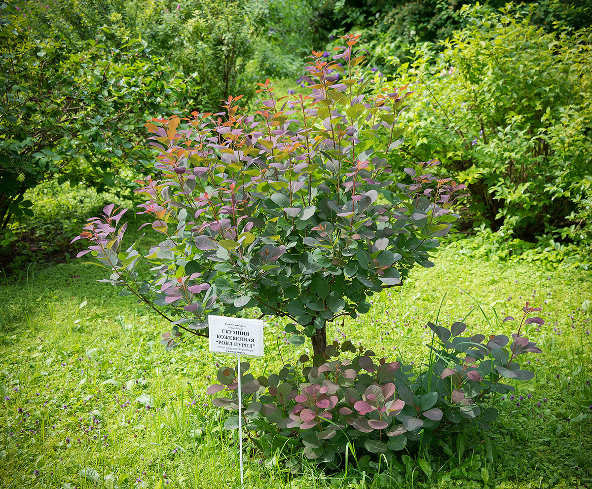 Изображение особи Cotinus coggygria.