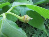 Calycanthus chinensis