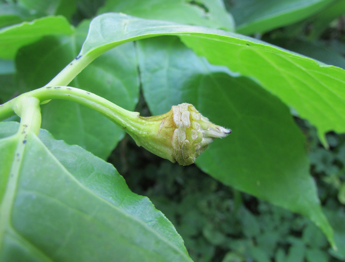 Изображение особи Calycanthus chinensis.