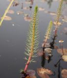 Hippuris vulgaris. Цветущее растение в сообществе с Thacla vulgaris. Магаданская обл., Ольский р-н, Ольское шоссе, небольшое озеро недалеко от дороги. 14.07.2012.