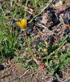 род Taraxacum. Расцветающее растение. Алтай, Кош-Агачский р-н, долина р. Чаган-Узун, ≈ 1700 м н.у.м., пойменная терраса. 12.06.2019.