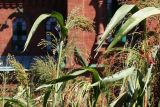 Sorghum saccharatum