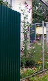 Lathyrus odoratus. Цветущее растение. Тверская обл., г. Тверь, Заволжский р-н, возле частного дома. 10 августа 2020 г.