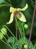 Clematis serratifolia