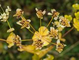 Bupleurum longifolium подвид aureum. Соплодие. Пермский край, пос. Юго-Камский, окр. Юго-Камского пруда, вершина холма, луг. 23 июля 2020 г.