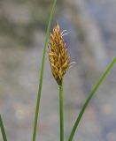 Carex appropinquata