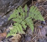 Gymnocarpium robertianum