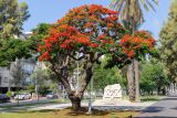 Delonix regia