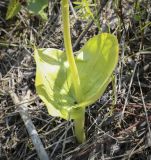 Listera ovata. Основание растения. Пермский край, Краснокамский р-н, объездная дорога Пермь-Краснокамск, разнотравный луг. 10.07.2022.