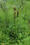 Pedicularis sceptrum-carolinum