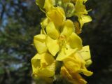 Verbascum lagurus