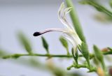 Andrographis paniculata. Цветок. Таиланд, Бангкок, Донмыанг, жилой квартал, заросший газон. 11.09.2023.