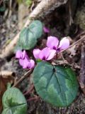 Cyclamen coum. Цветки и листья. Краснодарский край, городской округ Сочи, Хостинский р-н, у дороги к Ореховскому водопаду, на уступе. 15.01.2023.