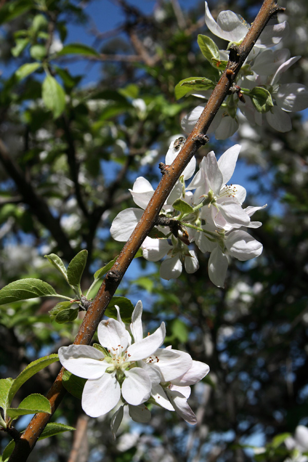 Изображение особи Malus sieversii.