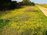 Senecio vernalis. Сезонный аспект цветущих растений на песчаном лугу. Израиль, Шарон, окр. г. Герцлия. 10.01.2008.