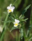 Viola arvensis