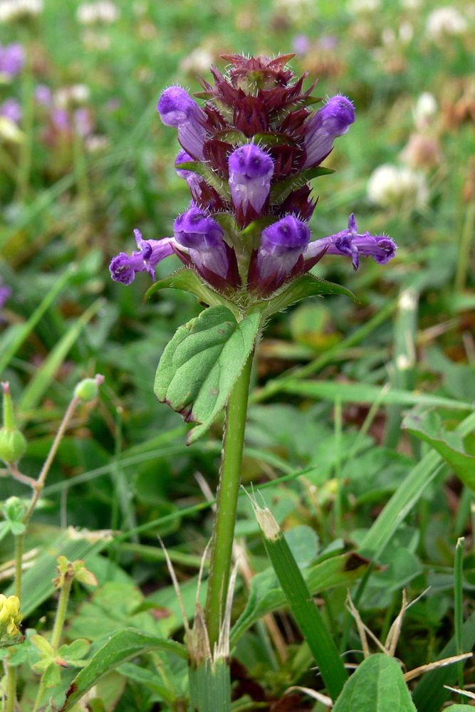 Изображение особи Prunella vulgaris.