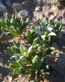 Aizoon hispanicum. Цветущие растения. Israel, Northern Negev. 03.03.2007.
