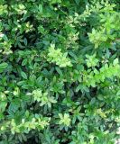 genus Berberis. Побеги с соплодиями. Италия, Венето, пригород Венеции, у парковки экскурсионных автобусов. 18.06.2012.