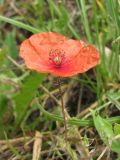 Papaver rhoeas