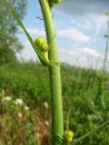 Sonchus palustris