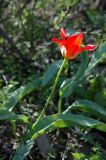 Tulipa ivasczenkoae