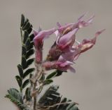 Astragalus подвид haarbachii