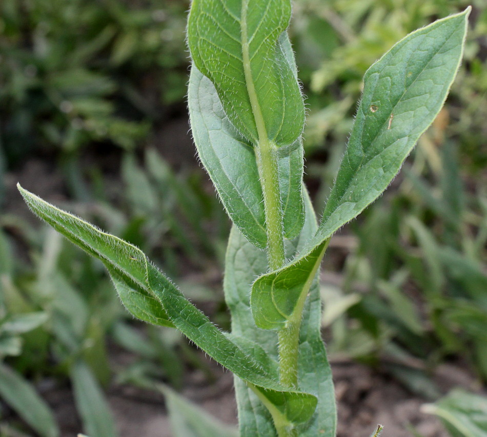 Изображение особи Lindelofia longiflora.