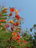 Caesalpinia pulcherrima. Соцветия и листья. Бразилия, Goiás, Pirenópolis. 24.09.2013.