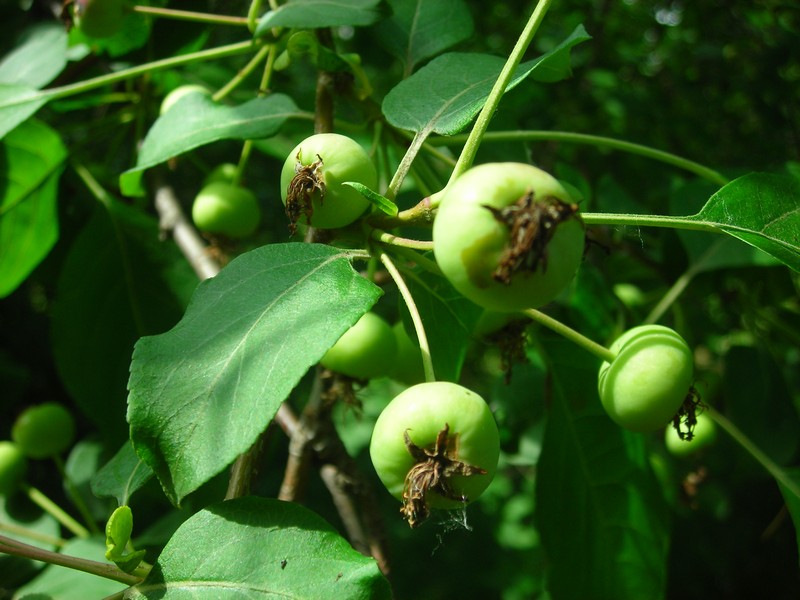 Изображение особи Malus baccata.