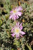 Drosanthemum floribundum. Побеги с цветками. США, Калифорния, Монтерей, побережье. 17.02.2014.