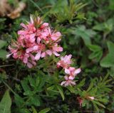 Amygdalus nana. Верхушка веточки с соцветиями. Краснодарский край, окр. г. Новороссийск, хр. Атакай, луг на вершине. 12.04.2014.