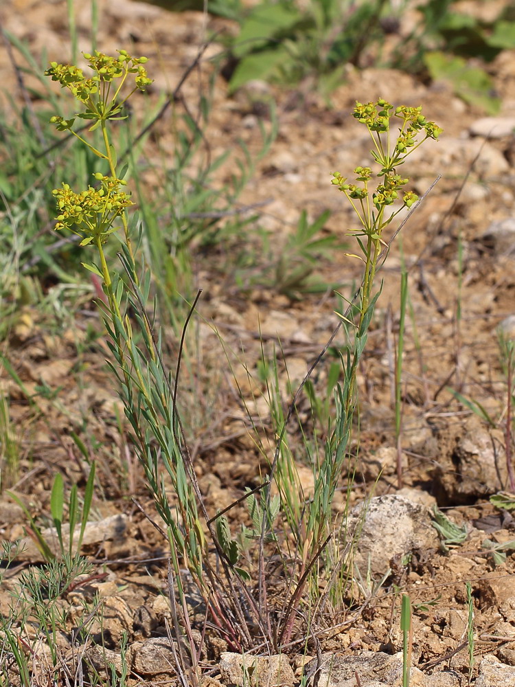 Изображение особи Euphorbia seguieriana.