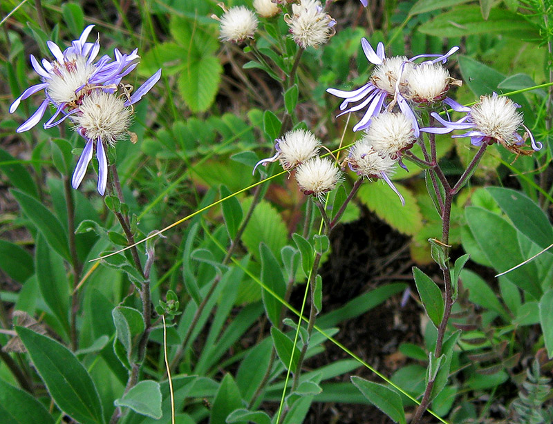 Изображение особи Aster amellus.