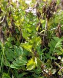 Euphrasia brevipila