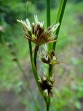 Juncus leucochlamys. Соцветие. Республика Бурятия, Баунтовский эвенкийский р-н, окр. пос. Северный, дорожный путь на берегу р. Има. 01.07.2013.