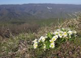 Primula vulgaris