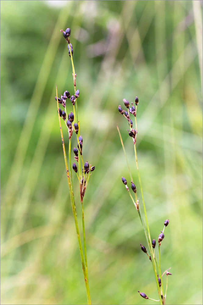 Изображение особи Juncus atrofuscus.