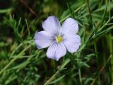 Linum baicalense