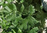 Pimpinella tragium