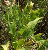 Dipsacus dipsacoides