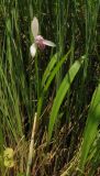 Pogonia japonica