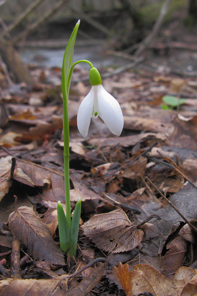 Изображение особи Galanthus alpinus.