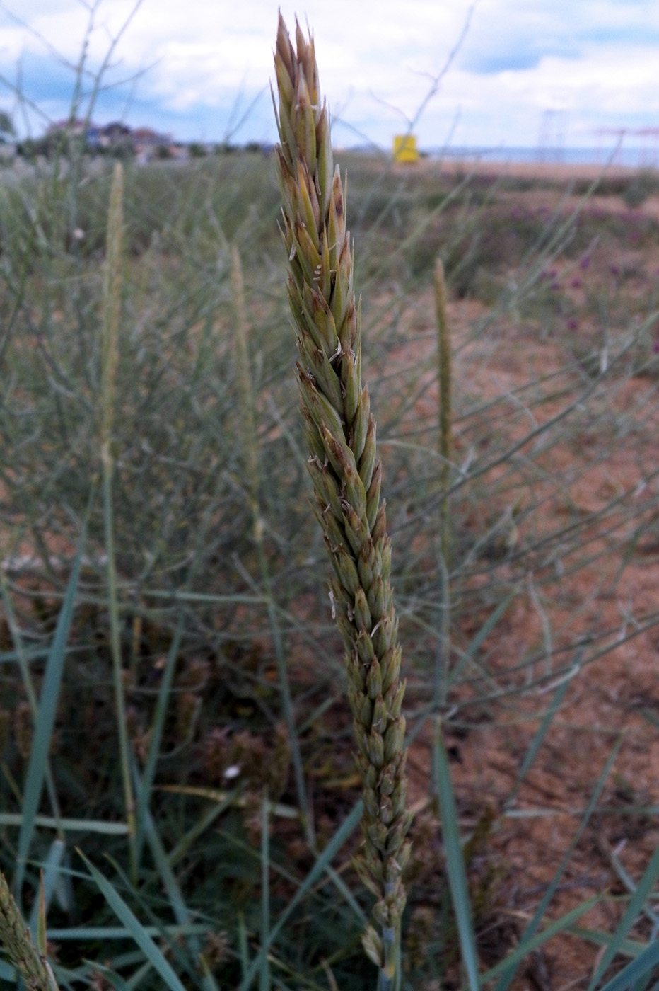 Изображение особи Leymus racemosus ssp. sabulosus.