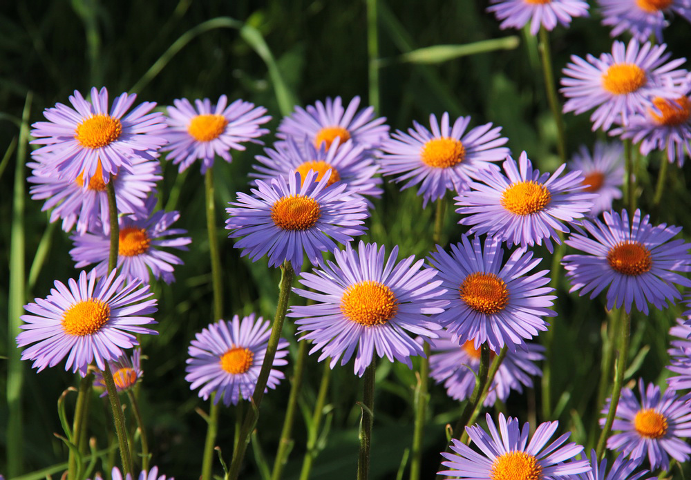 Изображение особи Aster alpinus.