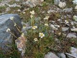 Anthemis saportana